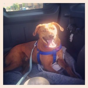 Meet your Posher, Lindsey